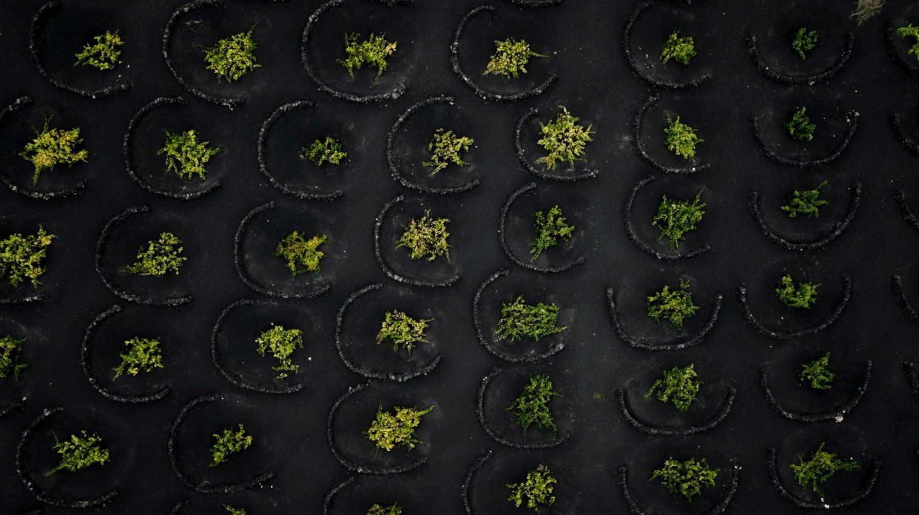 Ecofinca Aulaga Vil·la Masdache