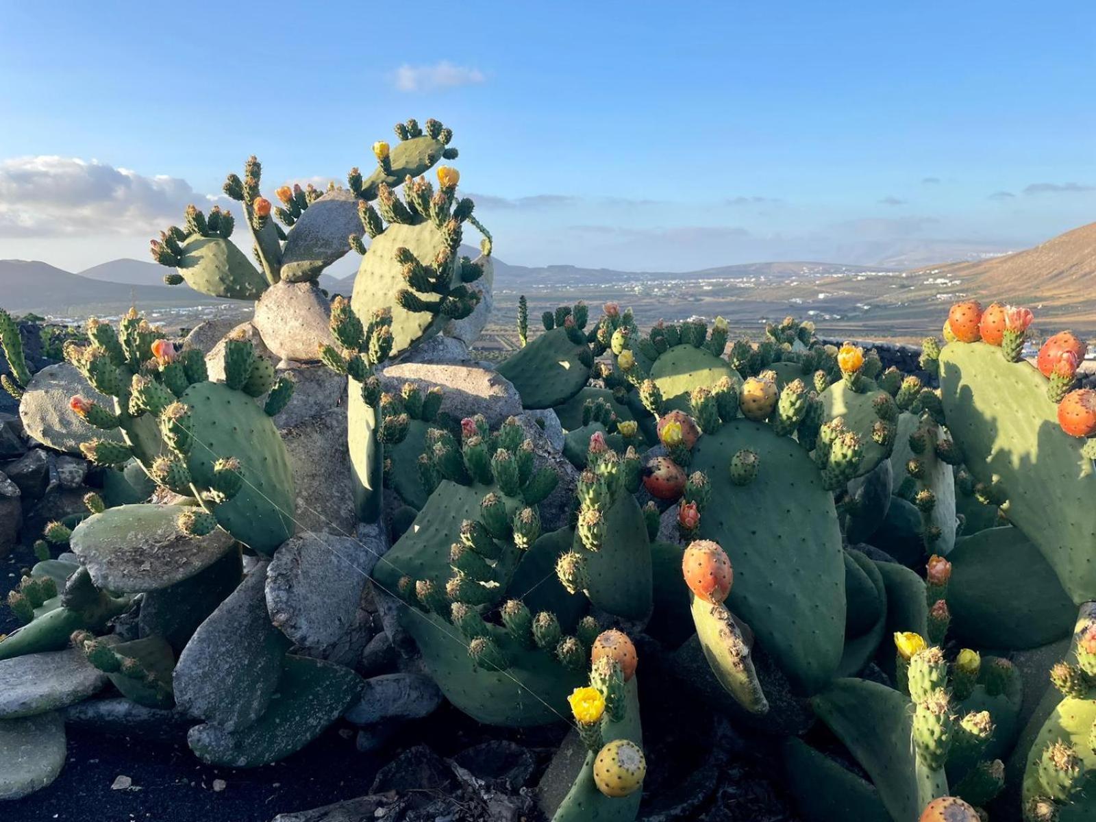 Ecofinca Aulaga Villa *